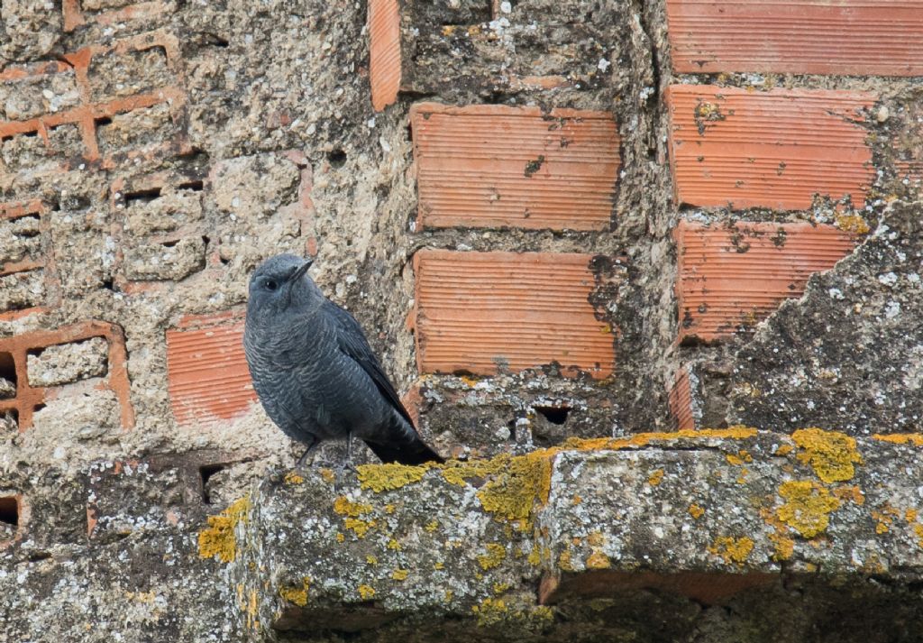 Passero solitario (Monticola solitarius)